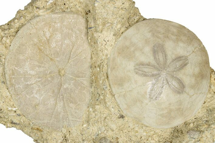 Two Fossil Sand Dollars (Scutella) - France #336750